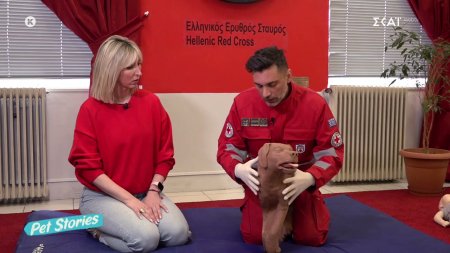 Βασικές γνώσεις πρώτων βοηθειών για σκυλάκια από τον Ερυθρό Σταυρό