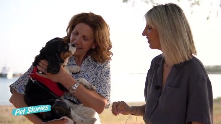 Τι προβλέπει ο νόμος για τη φροντίδα και τα δικαιώματα των ζώων