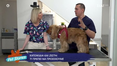 Ζέστη και κατοικίδια: Τι πρέπει να προσέξουμε; 