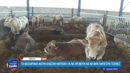 Ημαθία: Μοσχαράκια ακούν κλασική μουσική για να ηρεμούν και να μην παράγουν τοξίνες 