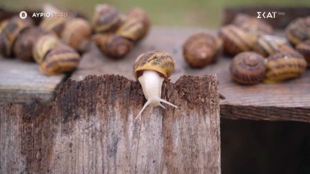 Όπου Υπάρχει Ελλάδα - Καστοριά | Trailer | 12/12/2025