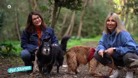 Ποιό είναι το πιο συχνό λάθος που κάνουν οι κηδεμόνες σκύλων;