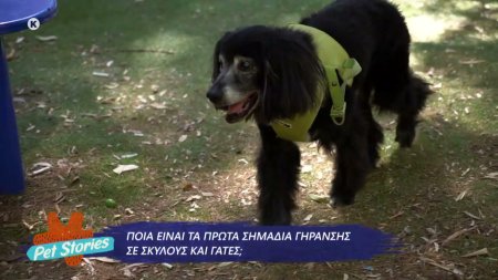 Ποια είναι τα πρώτα σημάδια γήρανσης σε σκύλους και γάτες; 