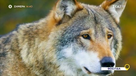 Όπου Υπάρχει Ελλάδα  - Φθιώτιδα | Trailer | 22/01/2026