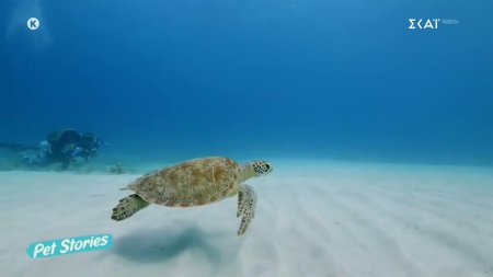Pet News: Μαθαίνουμε τι συμβαίνει στην Ελλάδα 