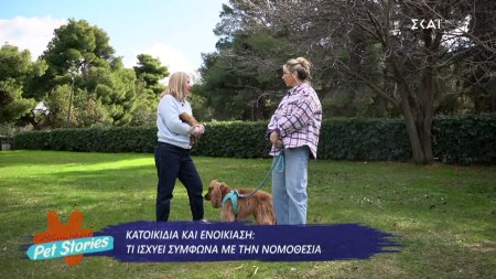 Κατοικίδια και ενοικίαση: Τι ισχύει σύμφωνα με την νομοθεσία 