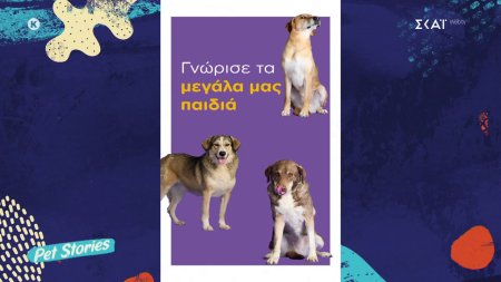 Η πρωτοβουλία για τα ηλικιωμένα ζώα, από τη Γενική Γραμματεία για την Προστασία των Ζώων 