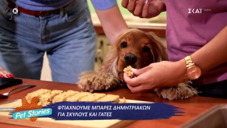 Φτιάχνουμε μπάρες δημητριακών για σκύλους και γάτες 
