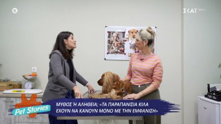 Τα παραπανίσια κιλά στα ζωάκια έχουν να κάνουν μόνο με την εμφάνιση – Μύθος ή αλήθεια; 