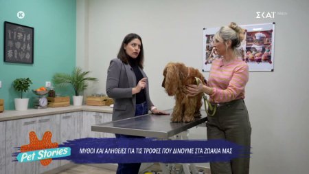 Μύθοι και αλήθειες για τις τροφές που δίνουμε στα ζωάκια μας 
