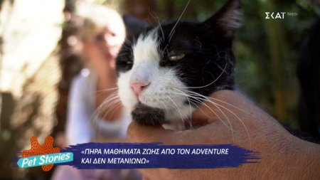 Η συγκινητική ιστορία του Adventure, ενός ανάπηρου γάτου που ξεπέρασε τα εμπόδια της ζωής