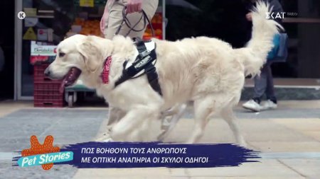 Πως βοηθούν τους ανθρώπους με οπτική αναπηρία οι σκύλοι οδηγοί 