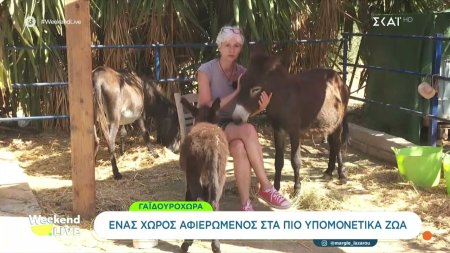 Γαϊδουροχώρα: Ένας χώρος αφιερωμένος στα πιο υπομονετικά ζώα 