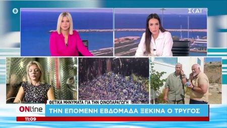 Θετικά μηνύματα για την οινοπαραγωγή: Την επόμενη εβδομάδα ξεκινά ο τρύγος  